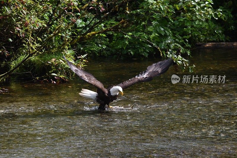 美国秃鹰