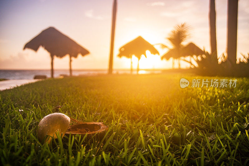 清晨，椰子在草地上被劈成两半