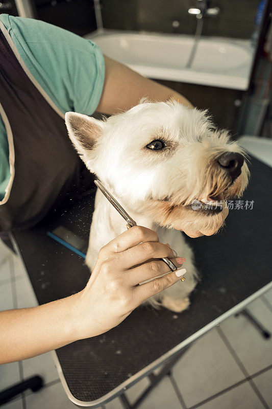 西部高地白色小猎犬被剪毛