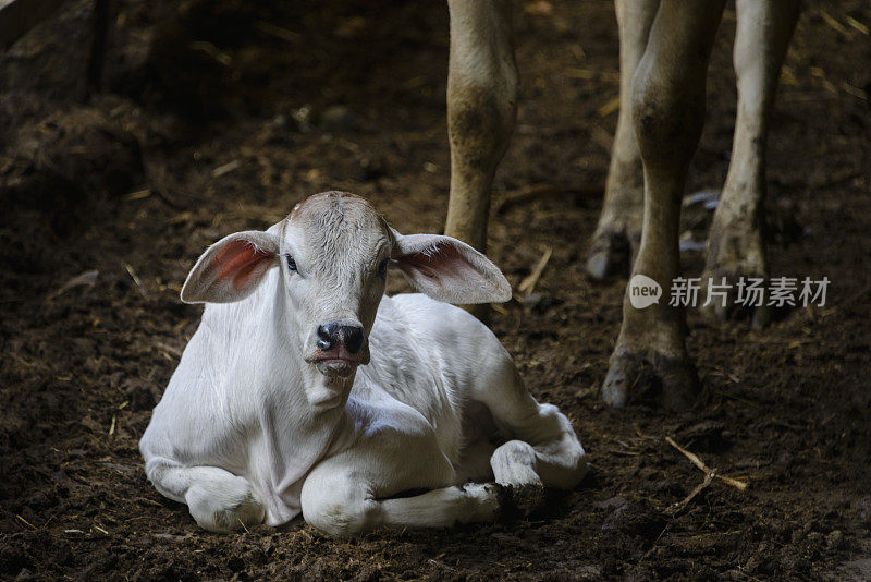 新生的小牛和妈妈