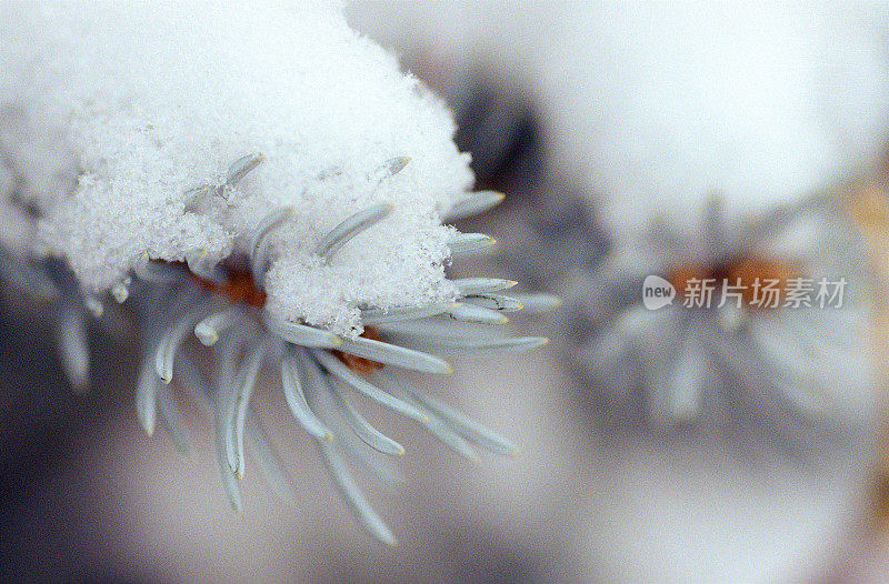 近距离影像银冷杉树枝在雪