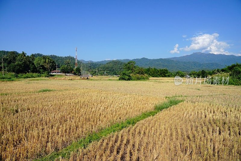 稻田