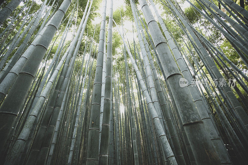 京都竹林