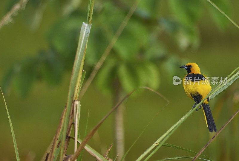 黄尾黄鹂鸟，在中美洲巴拿马的甘博亚的索伯拉尼亚国家公园