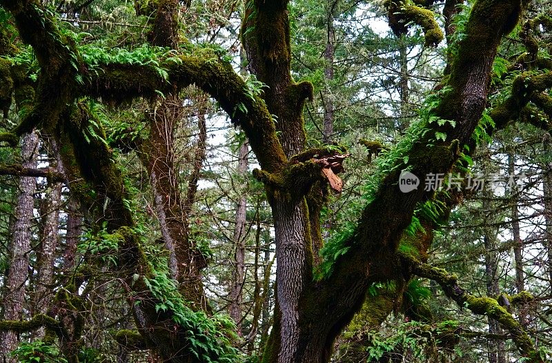 俄勒冈州绿橡树