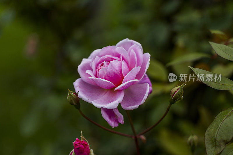 古老的围墙英国乡村别墅花园和分配与植物和鲜花