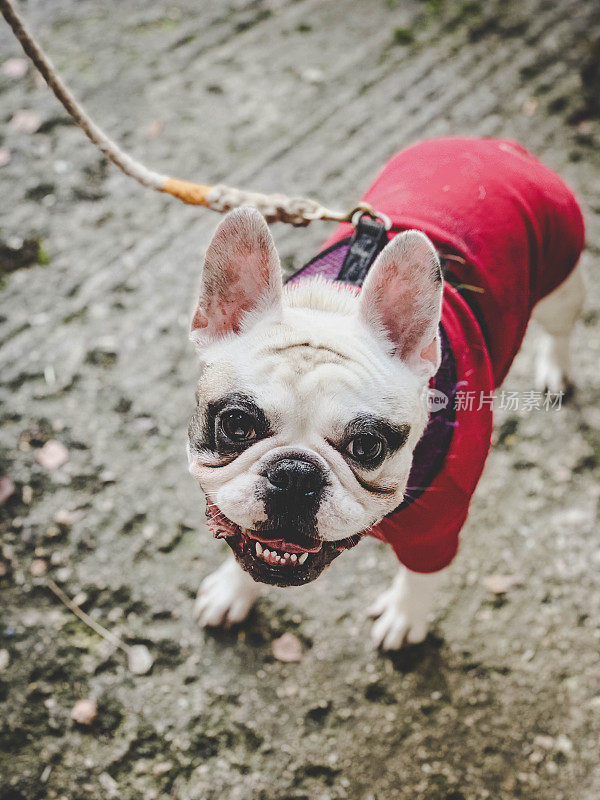 快乐和肮脏的法国斗牛犬后，一个漫长的散步