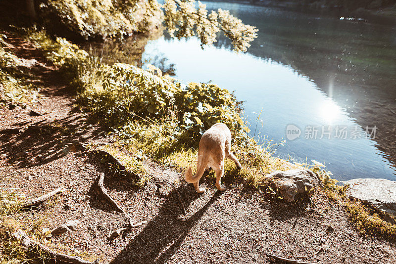 湖边的金毛寻回犬