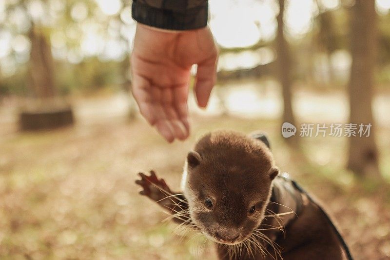 小水獭作为宠物