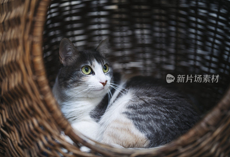 猫在家里