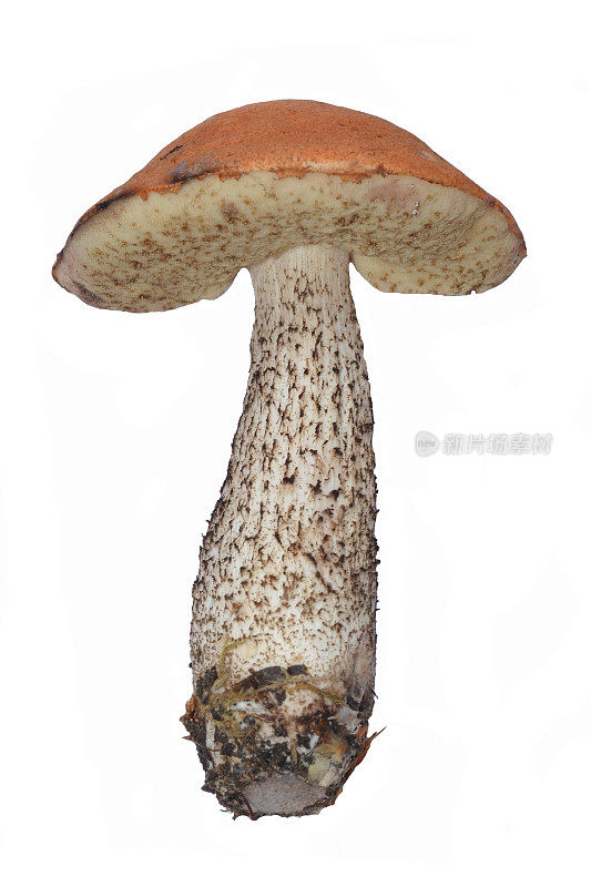 红色帽痂柄蘑菇孤立在白色上