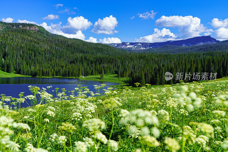 令人难以置信的山湖上的野花草地