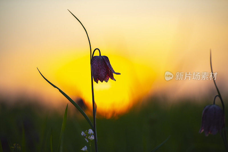 蛇头贝母(贝母meleagris)在一个美丽的春天日落草地