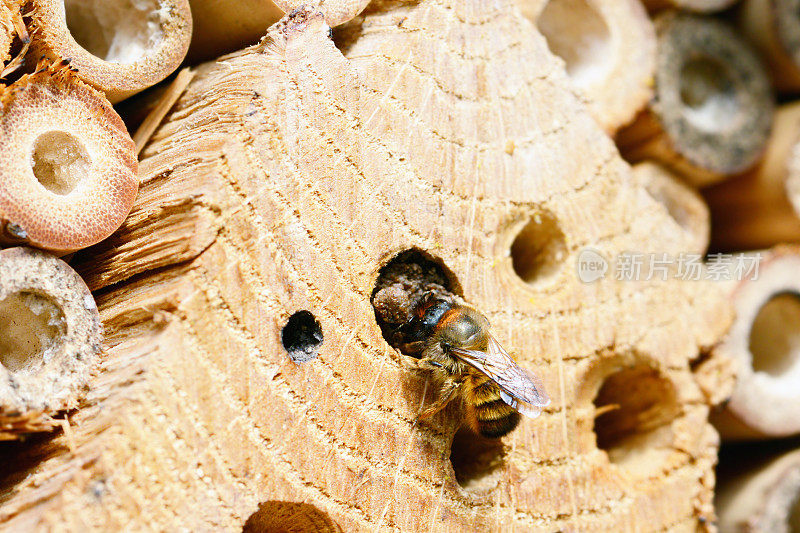 野生独居蜜蜂在昆虫旅馆关闭巢穴。
