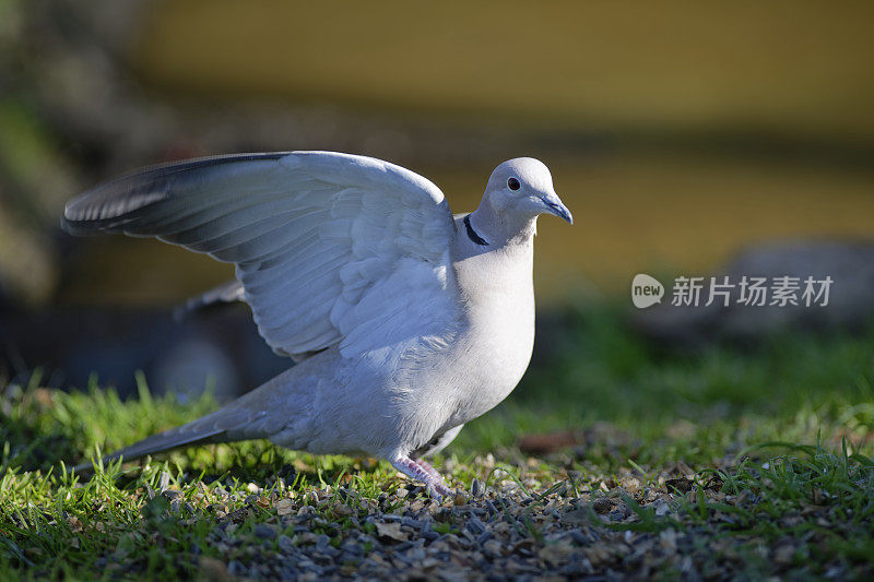 局部链球菌(decaocto链球菌)