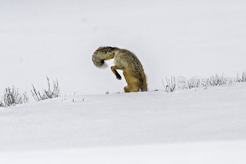 红狐、黄狼，在黄石国家公园的雪地里狩猎，WY