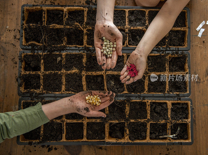 孩子们在室内种植蔬菜。