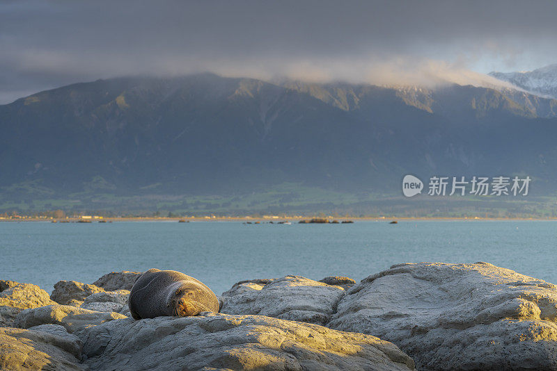 新西兰南岛太平洋沿岸的岩石上，海豹在晒太阳。