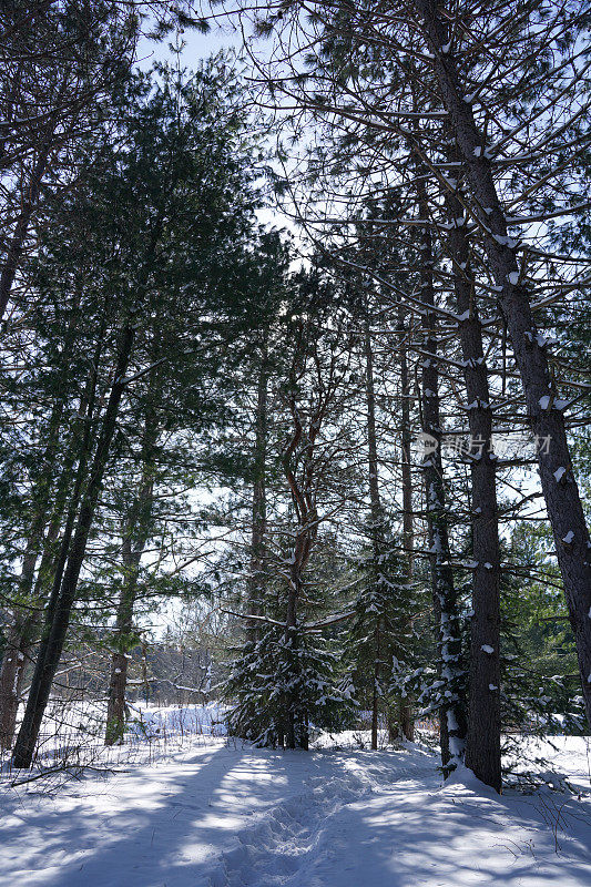 松树和冷杉林在冬天的时候有一层厚厚的雪