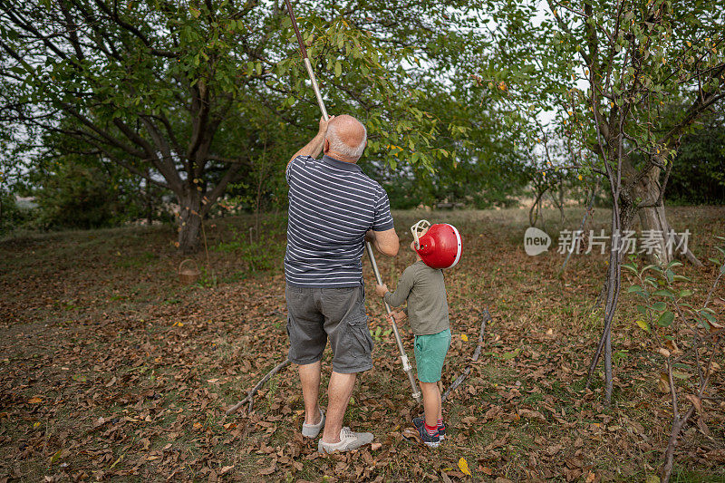 爷爷和孙子在收获核桃