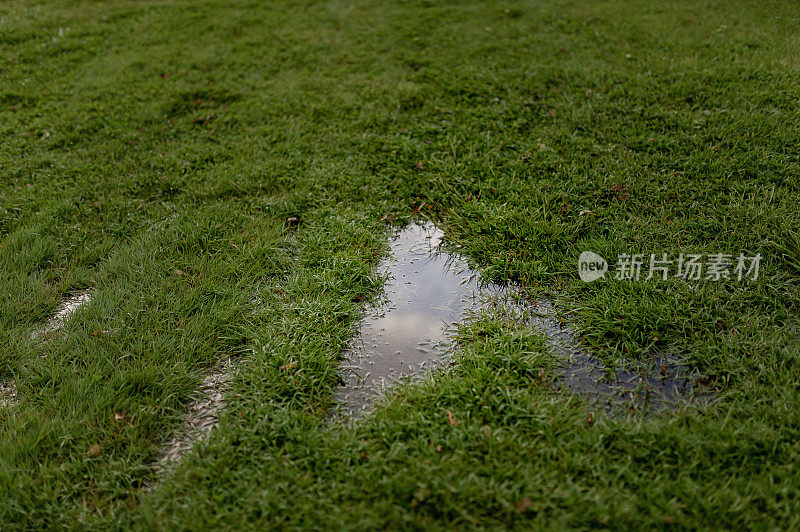 草地上的雨水坑