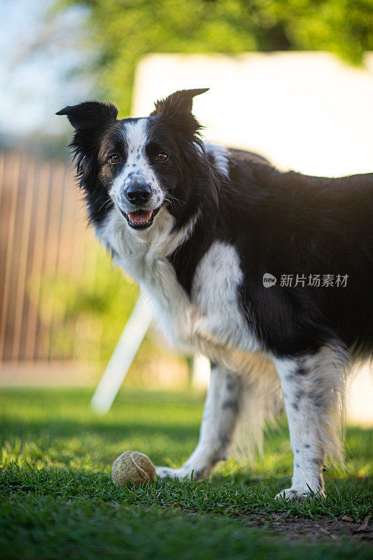 博德牧羊犬喜欢它的球