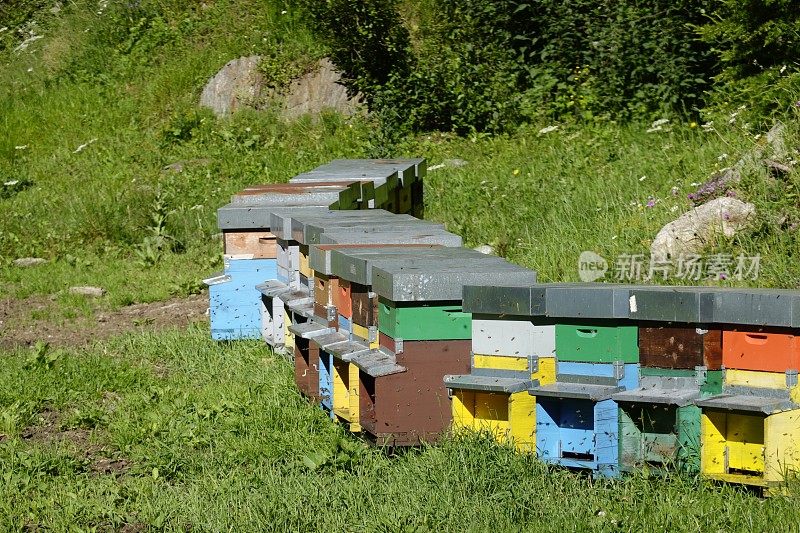 阿尔卑斯-皮埃蒙特-意大利养蜂业