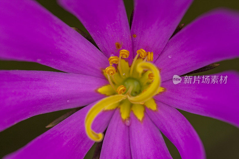 观赏开放的沼泽玫瑰龙胆花星形中心和盘绕的花药