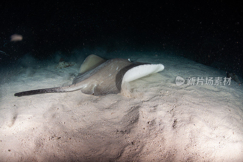 刺鳐，在海洋水下的带尾鳐