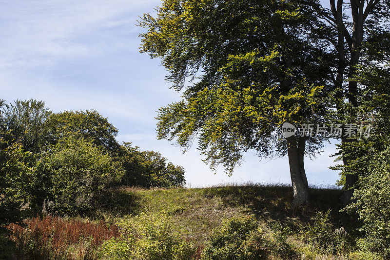 丹麦日德兰半岛东海岸的一棵山毛榉树