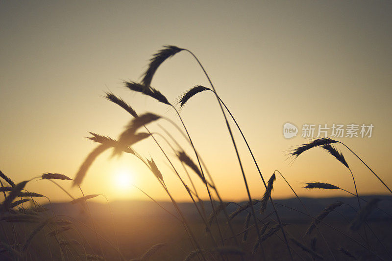 小麦种子轮廓