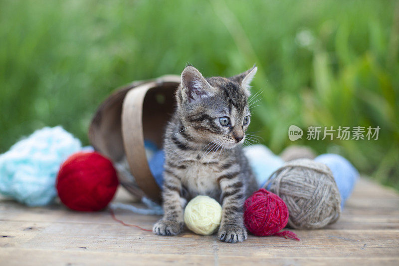 可爱的小猫带着一个装着毛线球的篮子