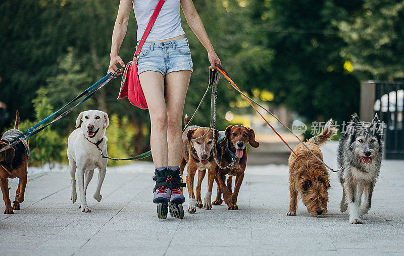 女职业遛狗人在城市的街道上穿着旱冰鞋遛狗