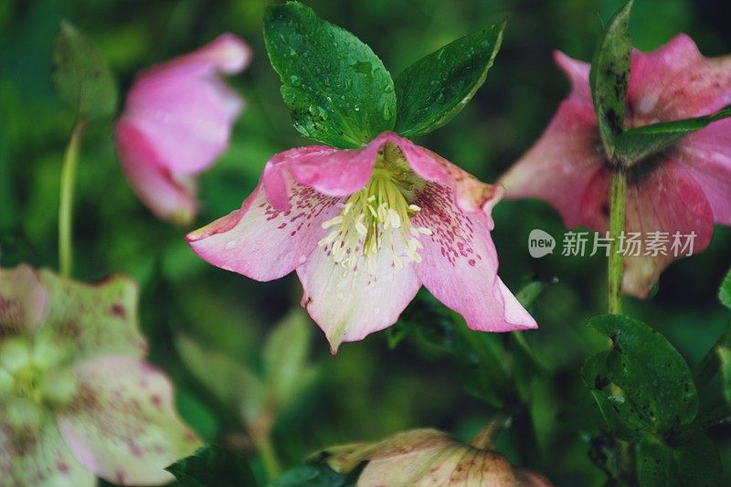 粉色藜芦花
