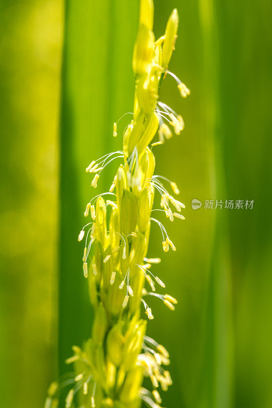 露水滴在稻叶上，稻花从种子开花