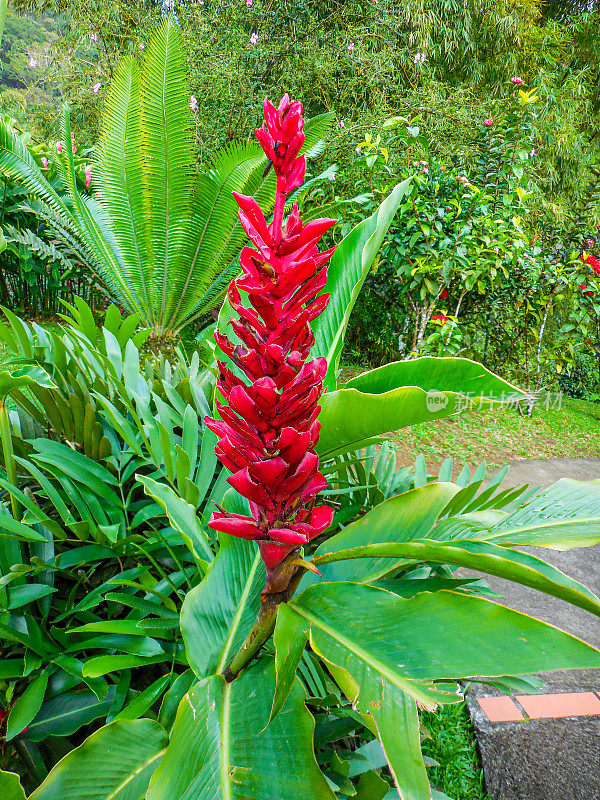 马提尼克岛的热带花朵