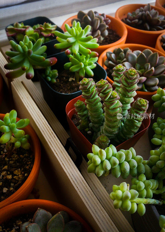 肉质植物盆栽。花盆里有不同的仙人掌。