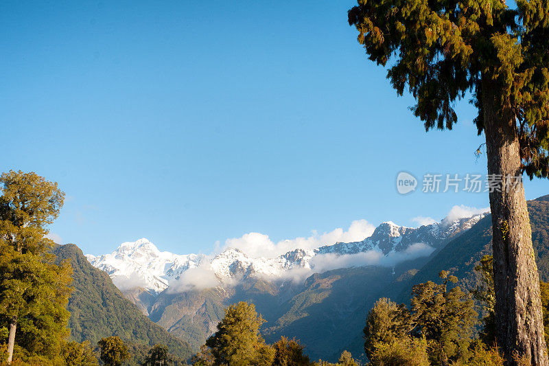 Kahikatea树和南阿尔卑斯山