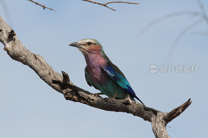 博茨瓦纳北部图里地区的翠鸟