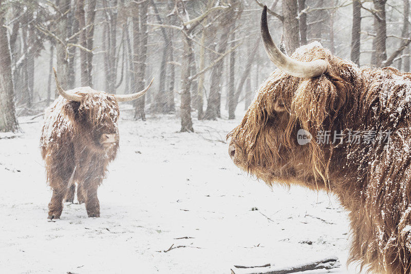 一幅苏格兰高地奶牛的肖像，在雪地里的森林在冬天