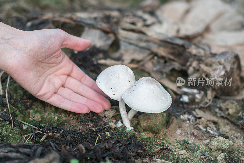 手伸向生长在森林地面上的蘑菇。