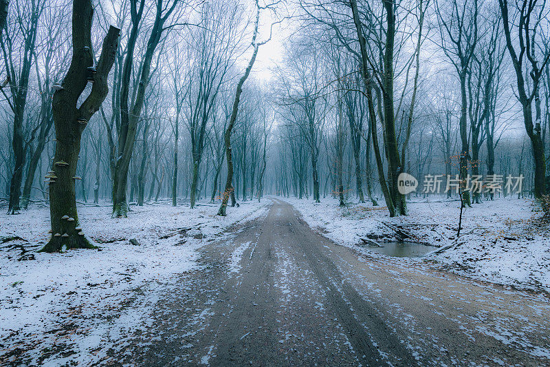 在一个雾蒙蒙的冬天，一个阴郁的气氛中，通过一个雾气蒙蒙的山毛榉树林的路径