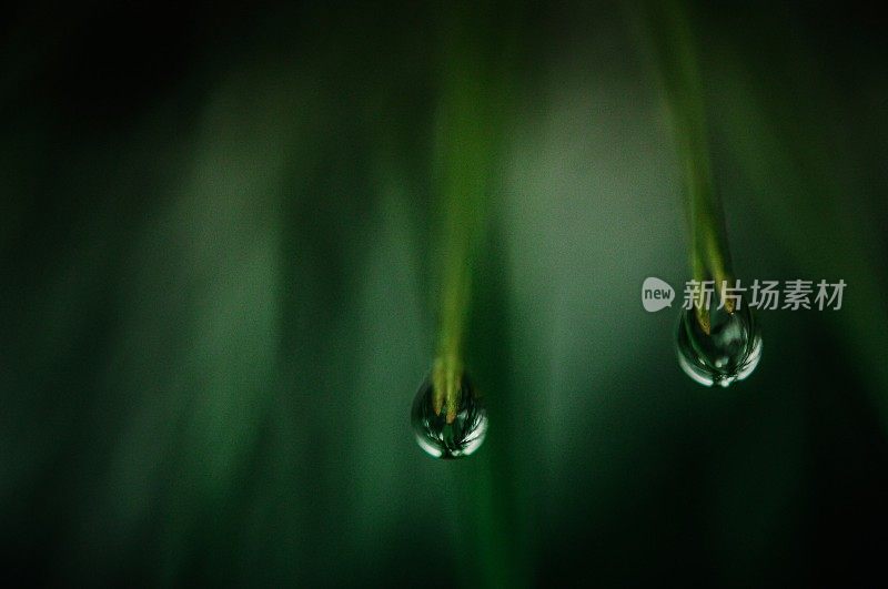 两滴雨落在常青树上