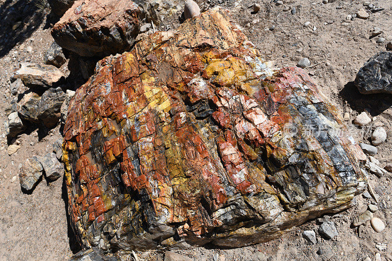 石化木材，犹他州，美国