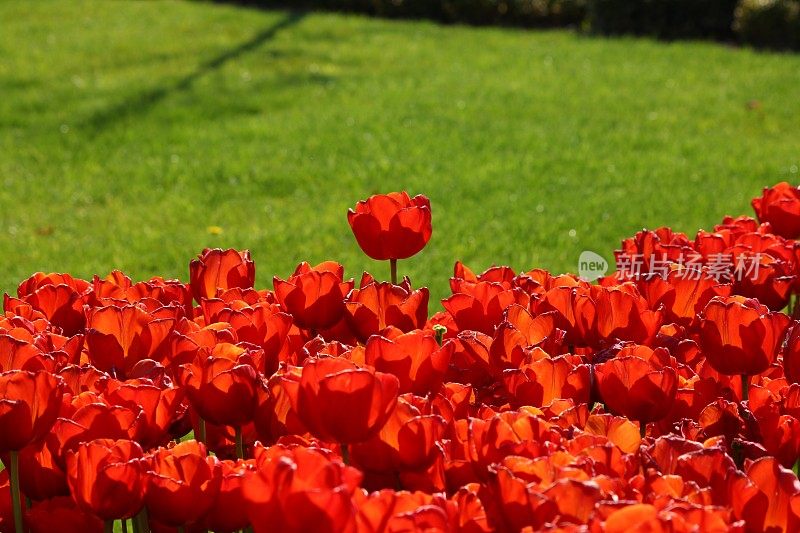 Goztepe公园的红色郁金香