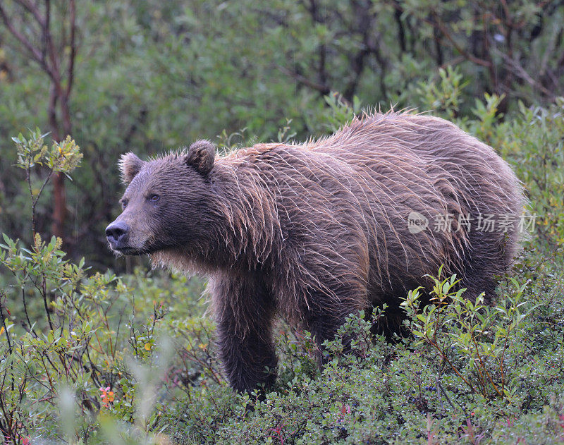 雨中的灰熊，阿拉斯加，美国