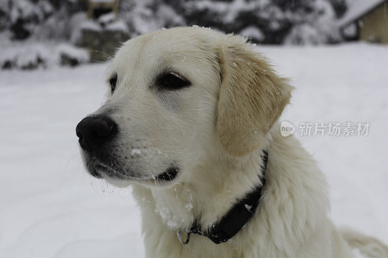 雪地里的白色金毛寻回犬