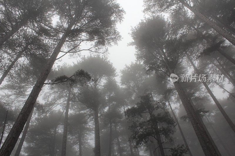 迷雾中的科西嘉岛的博尼法图森林