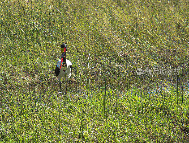 Saddle-Billed鹳