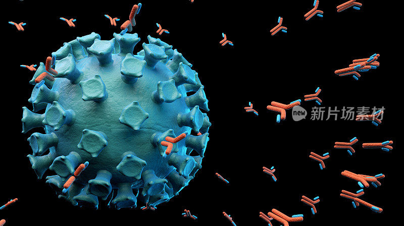攻击新冠病毒的抗体